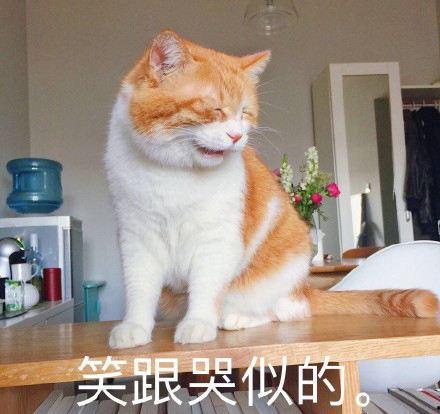 橘猫吃瓜表情包,萌态十足，笑料横生