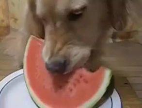 吃瓜小小星,揭秘娱乐圈幕后故事