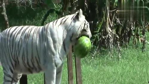 老虎吃瓜吗