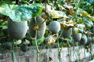 炸裂吃瓜黄色瓜,揭秘黄色瓜的神秘魅力