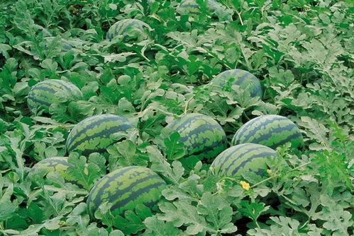 夏天村中树下吃瓜,村居生活乐悠悠