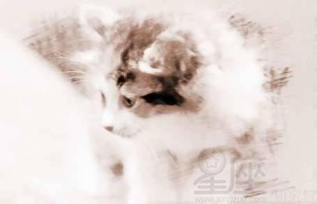 梦见吃猫瓜,揭秘“吃猫瓜”背后的神秘寓意