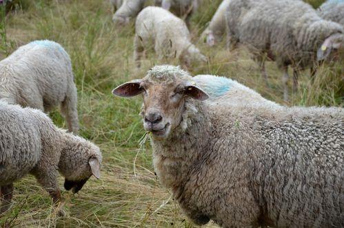 吃瓜羊群,网络时代的“围观”现象解析