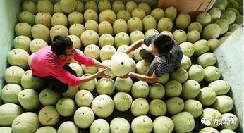 声控吃三白瓜,解锁三白瓜的神秘美味之旅