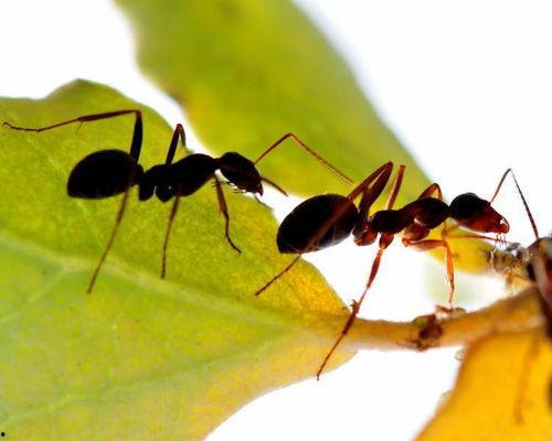 吃瓜的小蚂蚁,探寻瓜界那些事儿