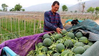徐水又吃瓜了,最新事件引发网友热议