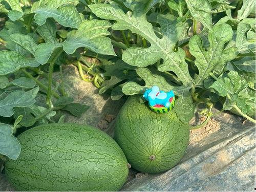 浦东崩瓜怎么吃,解锁夏日清新美味