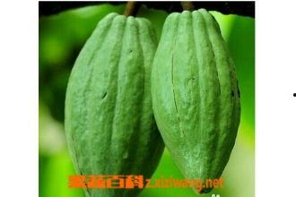 乳瓜能怎么吃,创意烹饪方法大盘点