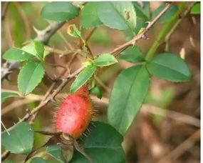 小娜子吃瓜,揭秘娱乐圈幕后故事