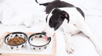 狗狗吃蛇瓜干嘛好吃,揭秘其独特美味之谜