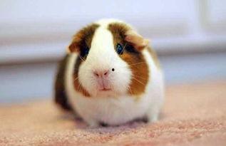 荷兰猪可以吃角瓜吗吗,荷兰猪适宜食用角瓜的探索