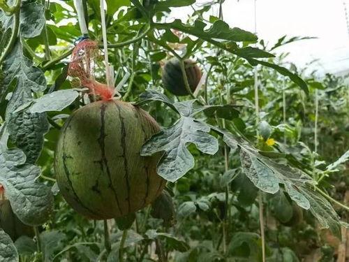 吃瓜庄园,揭秘娱乐圈背后的秘密与真相