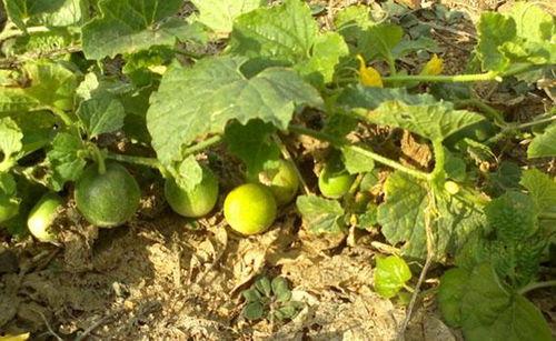 屎瓜怎么吃最好,解锁最佳食用技巧