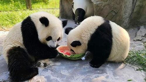 熊猫吃蓝瓜吗,揭秘它们是否爱吃蓝瓜