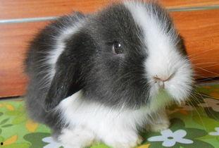 迷你兔吃瓜,迷你兔的甜蜜瓜果时光