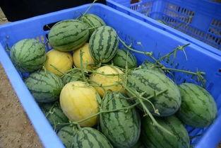 全网最热吃瓜群,揭秘娱乐圈幕后风云，带你领略明星真实生活！