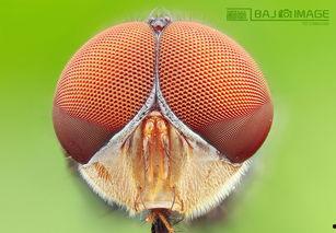 大虫虫吃瓜,一场生态与美食的奇妙邂逅