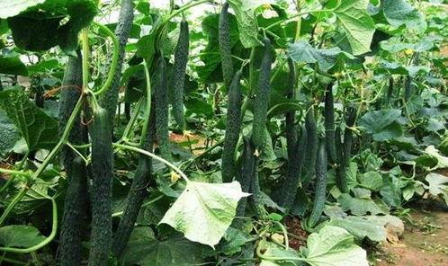 立夏吃瓜视频全集,跟随视频全集探寻夏日美食盛宴