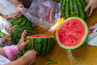 大型吃瓜视频播放