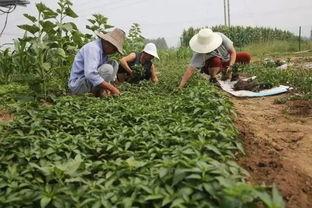 农民博bot吃瓜,揭秘农村网络新现象