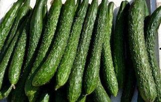 京瓜减肥可以吃吗,健康美味两不误的减肥选择