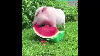 吃瓜的小猪特效,小猪吃瓜特效大揭秘