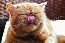 吃瓜猫摆件日式,家居艺术新宠