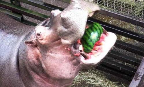 河马吃瓜的图片,夏日野趣尽收眼底