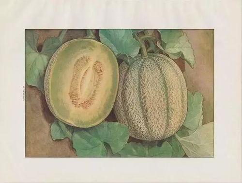 丝路蜜瓜怎么吃,多味食法，尽享夏日甘甜