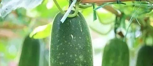 上下吃瓜,揭秘娱乐圈的甜蜜与苦涩