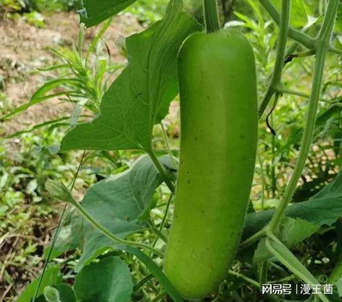 青渔吃瓜完结,一场美食与情感的盛宴落幕