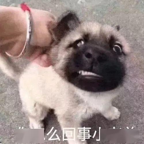 画狗头和吃瓜表情,趣味横生的网络新宠