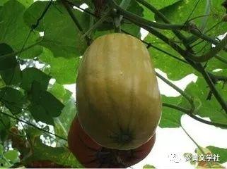 奶奶吃的瓜,品味瓜果的温馨回忆
